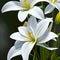 white lilies