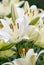 White lilies