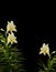 White Lilies on black