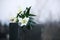 White lilies on black granite tombstone outdoors, space for text. Funeral ceremony