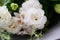 White lilies and carnations. top view of bouquets of fresh flowers