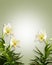 White Lilies Floral Easter Background