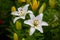 White lilies garden photography. White floral background.