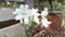 White lilies , lily flower or amaryllis blooming on the plant