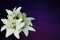 White lilies on purple background