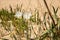 White  lilies on sand dune