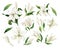 White lilies watercolor clipart set