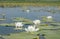 White lilies and yellow water flowers on the river surface