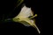 White lilium flower on the cut on black background