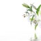 White lilium flower - SPA design background