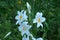 White lilium flowers close up.Macro of a white Madonna Lily. White Madonna lily flower