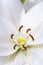 White lilium lily flowers, symbol of love and innocence