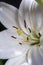 White lilium lily flowers, symbol of love and innocence