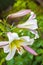 White Lilium regale closeup