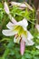 White Lilium regale closeup