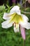 White Lilium regale closeup