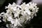 White lillac flower