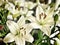 White Lillie flowers