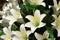White Lillies...