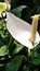 White Lilly flower in bright sunlight.