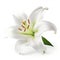 White Lilly flower isolated. Illustration AI Generative