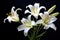 White Lilly flowers on black, Generative Ai