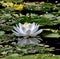 A White Lilly in Full Bloom