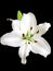 White lily