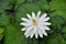 A White Lily