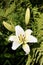 White lily beautiful flower with buds on a background of foliage