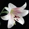 White Lily on Black