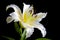 White lily on black background