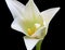 White Lily on a Black Background
