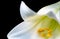 White Lily on a Black Background