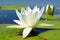 White lily blooming lake on the background of green leaves