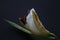 White lily bud, Madonna lily, Lilium candidum