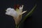 White lily bud, Madonna lily, Lilium candidum