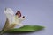 White lily bud, Madonna lily, Lilium candidum
