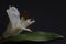 White lily bud, Madonna lily, Lilium candidum