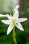 White lily with buds blooms near green grass. An insect wasp or bee pollinates and sits on the pollen.