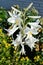 White lily Candidum. Garden flowers