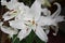 White lily in Casablanca. Canada, north America.