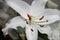 White lily in Casablanca. Canada, north America.