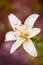 White lily closeup against bokeh. Concept of purity