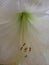 White lily closeup flower nature light daytime