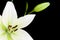 White lily with copy space