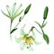 White lily floral botanical flowers. Watercolor background illustration set. Isolated lilia illustration element.