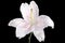 White lily flower