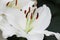 White lily flower in bloom