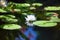 White lily flower blossom on blue water and green leaves background close up, beautiful waterlily in bloom on pond, one lotus